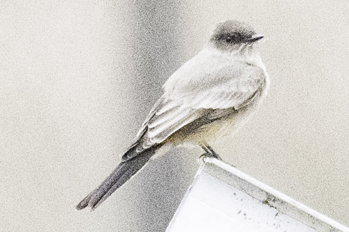 Mosquero Llanero - ML645147761