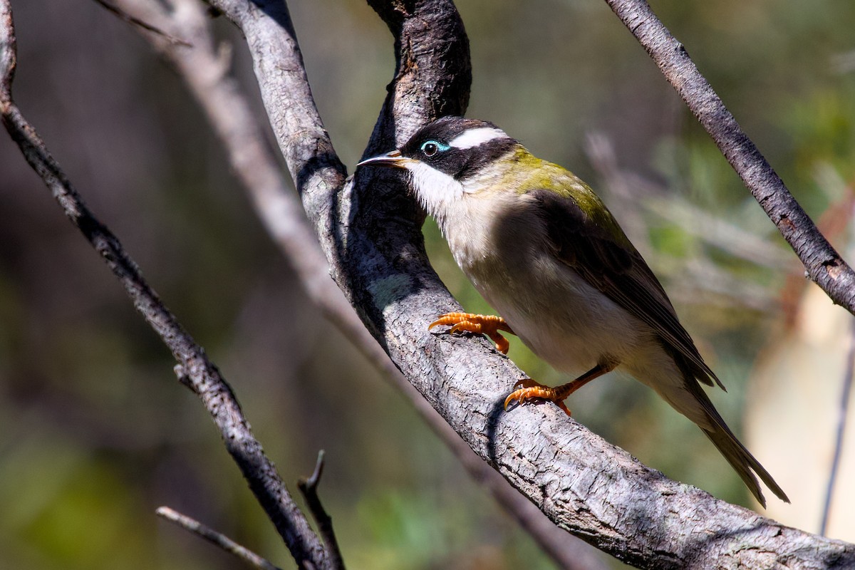 Mielero Barbinegro - ML645147763