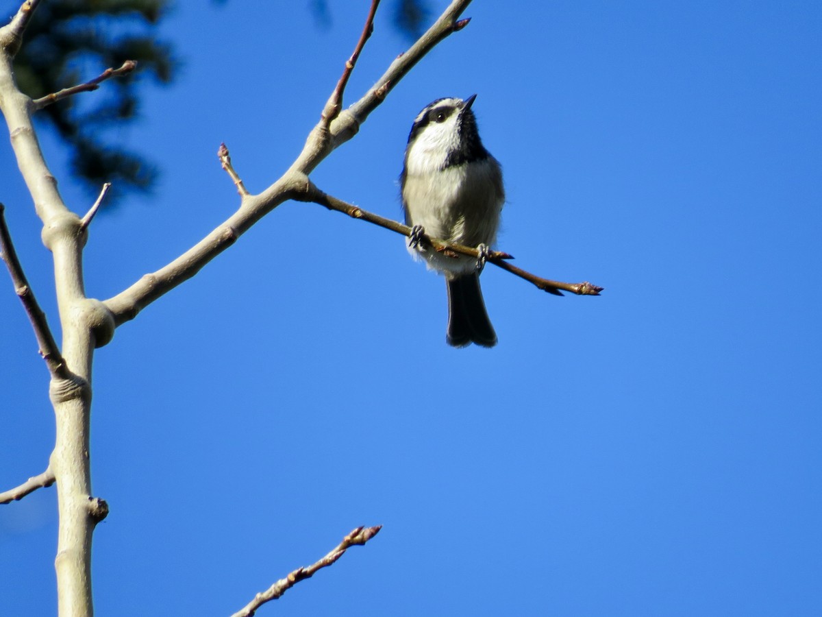 Carbonero Montañés - ML645147764