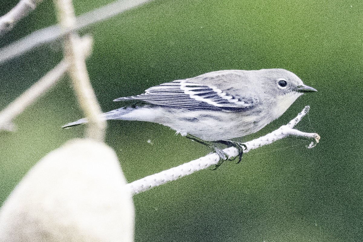 Reinita Coronada (de Audubon) - ML645147765