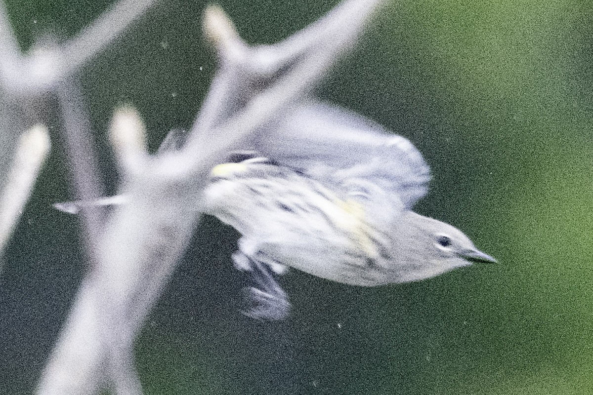 Reinita Coronada (de Audubon) - ML645147766