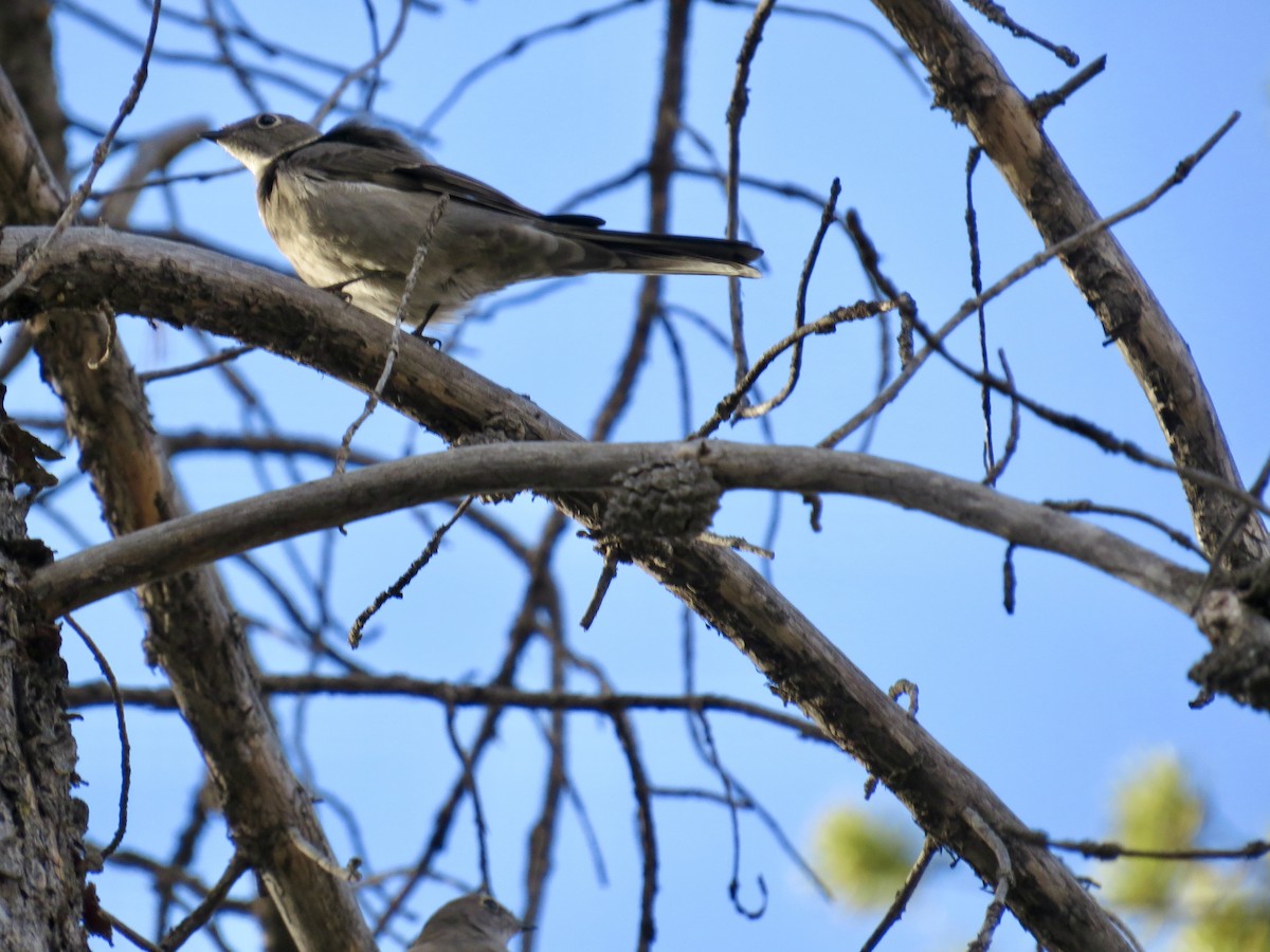 Solitario Norteño - ML645147769