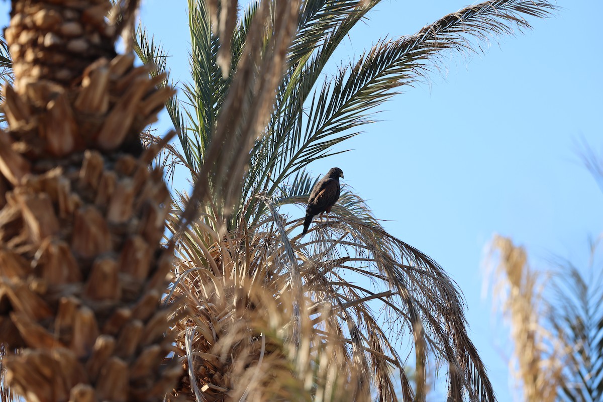 モモアカノスリ - ML645147770