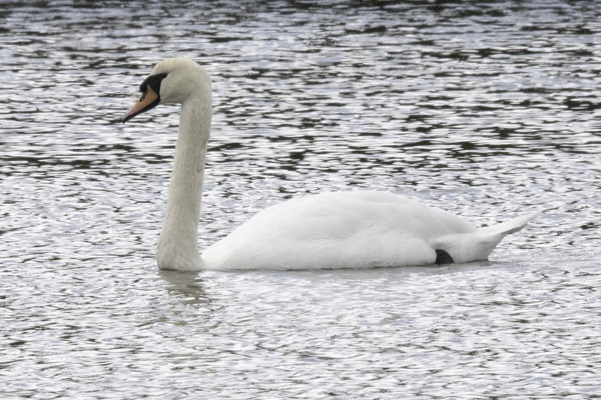 Cisne Vulgar - ML645147771