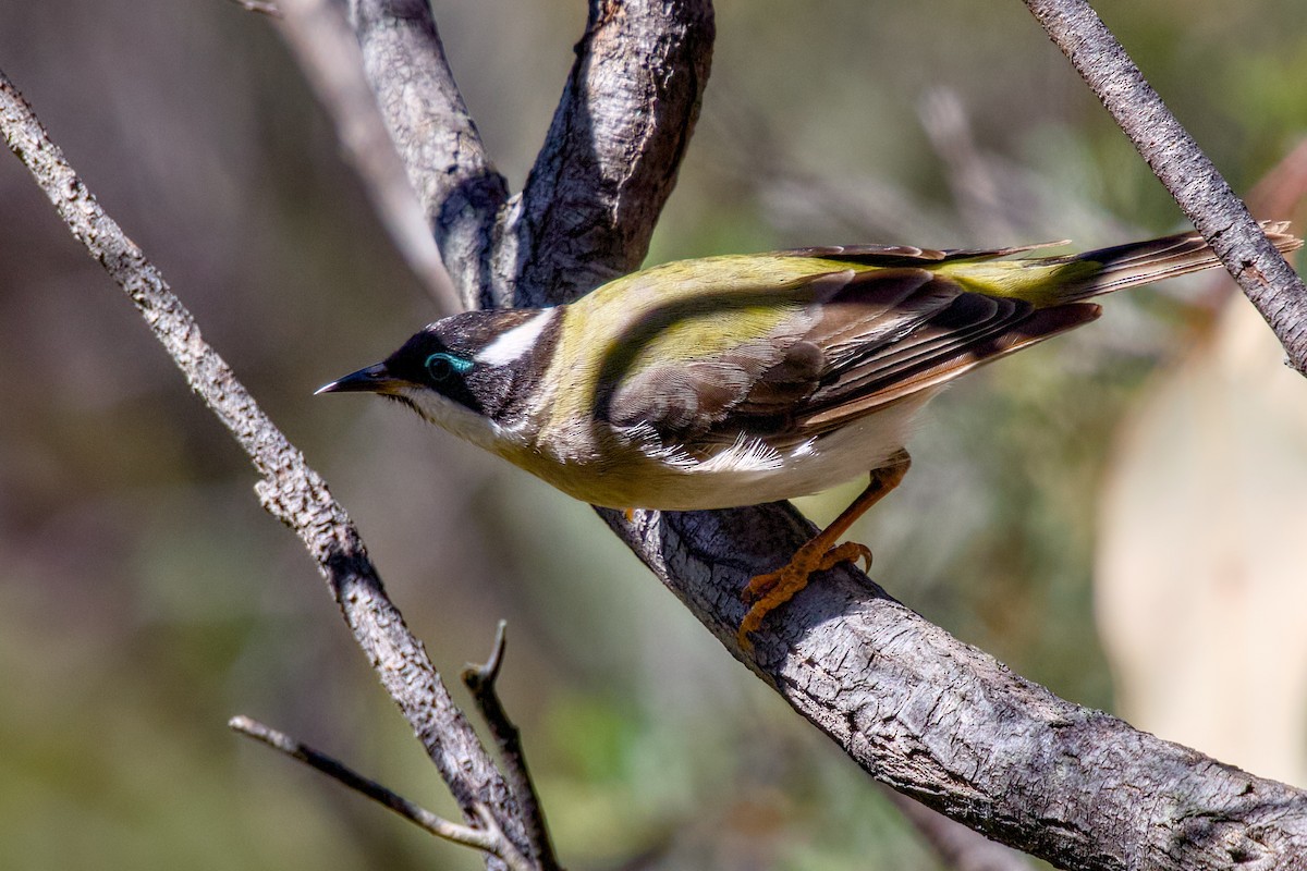 Mielero Barbinegro - ML645147772
