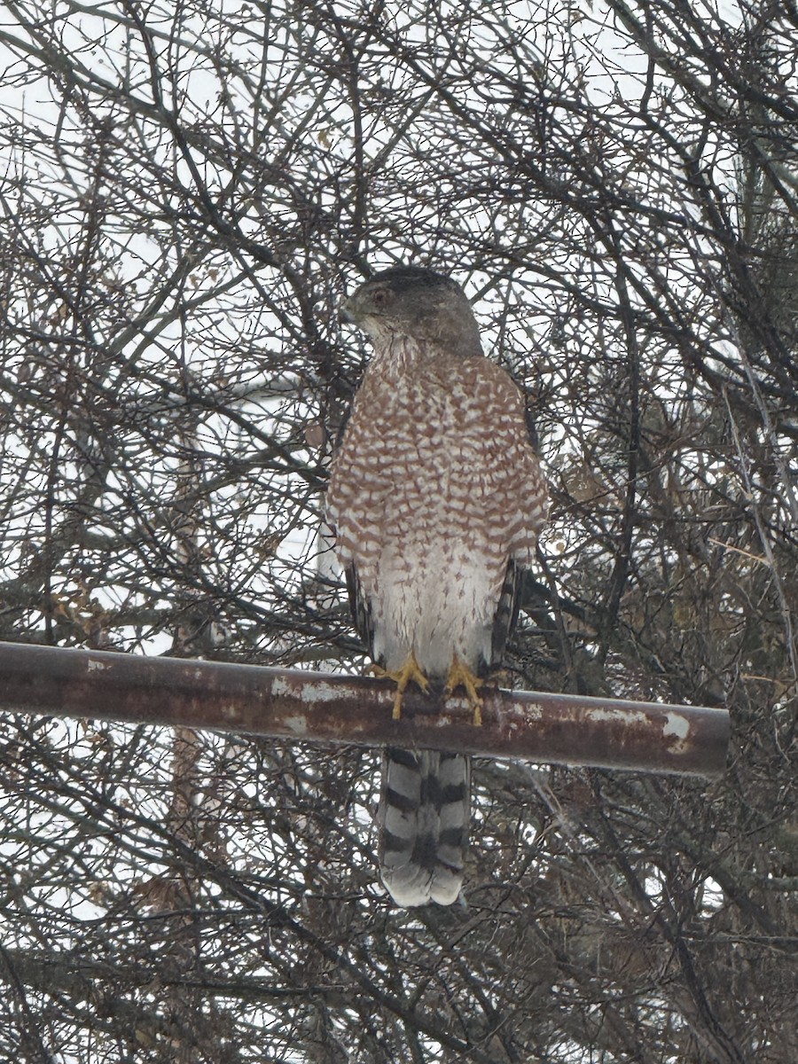 Gavilán de Cooper - ML645147774