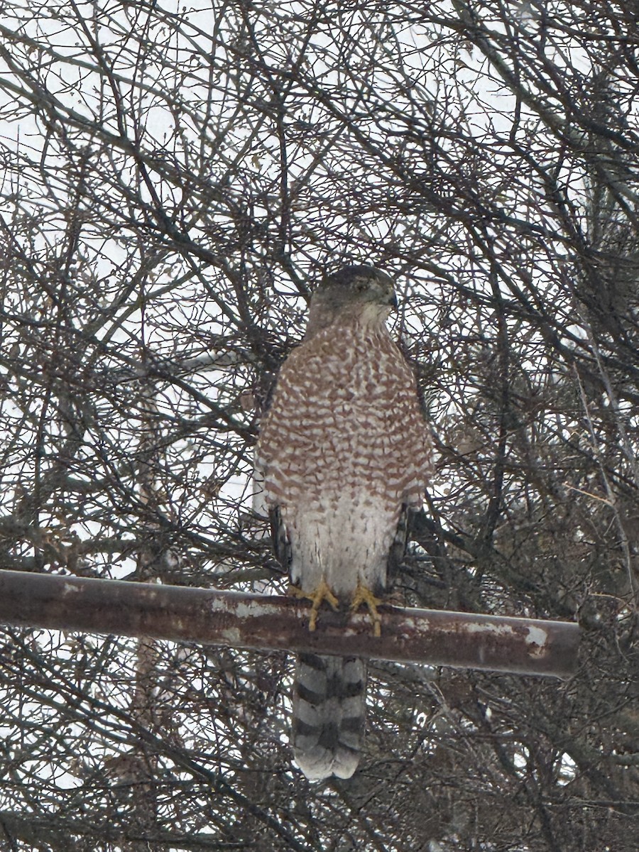 Gavilán de Cooper - ML645147775