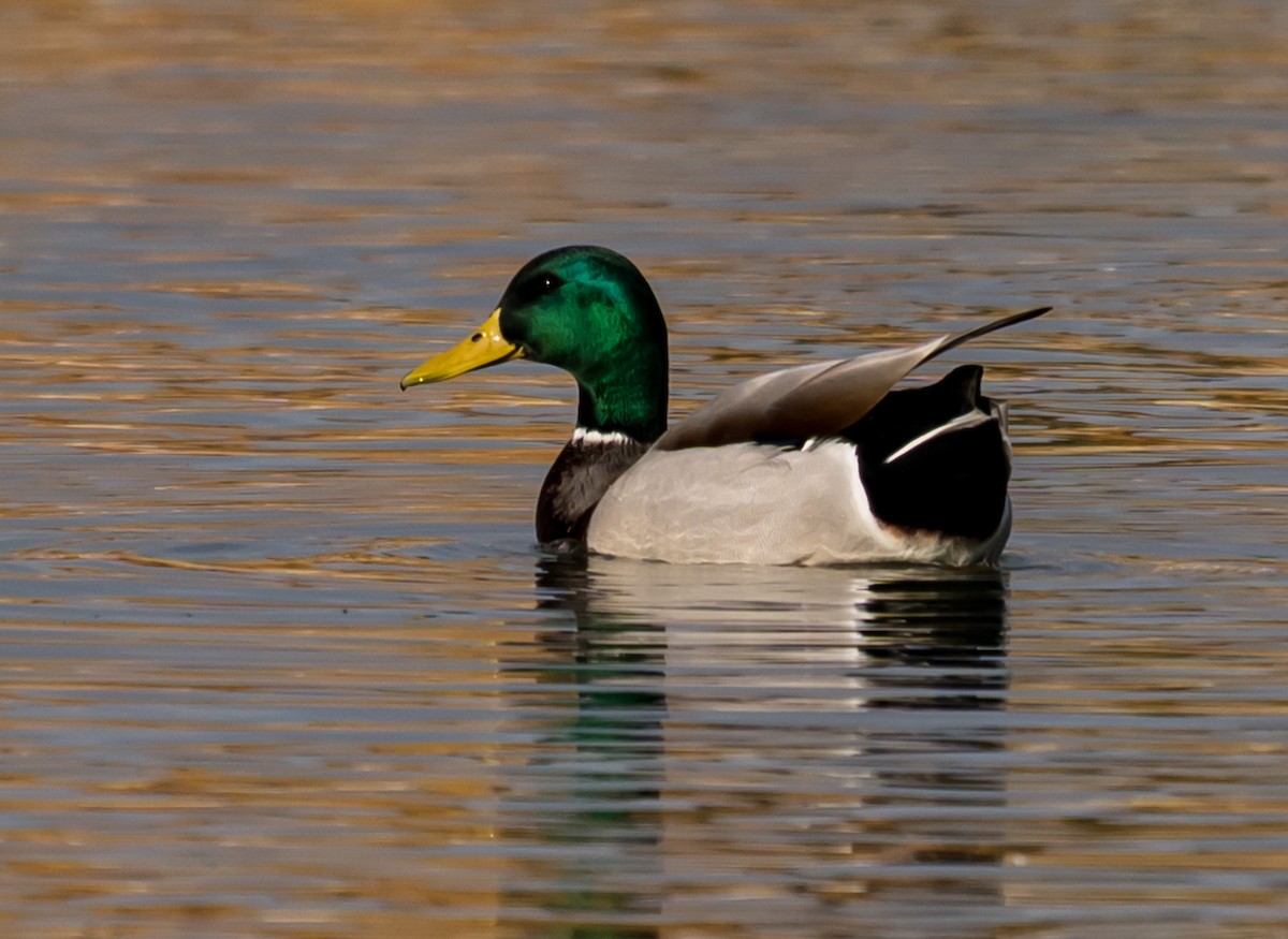 Ánade Azulón - ML645147778