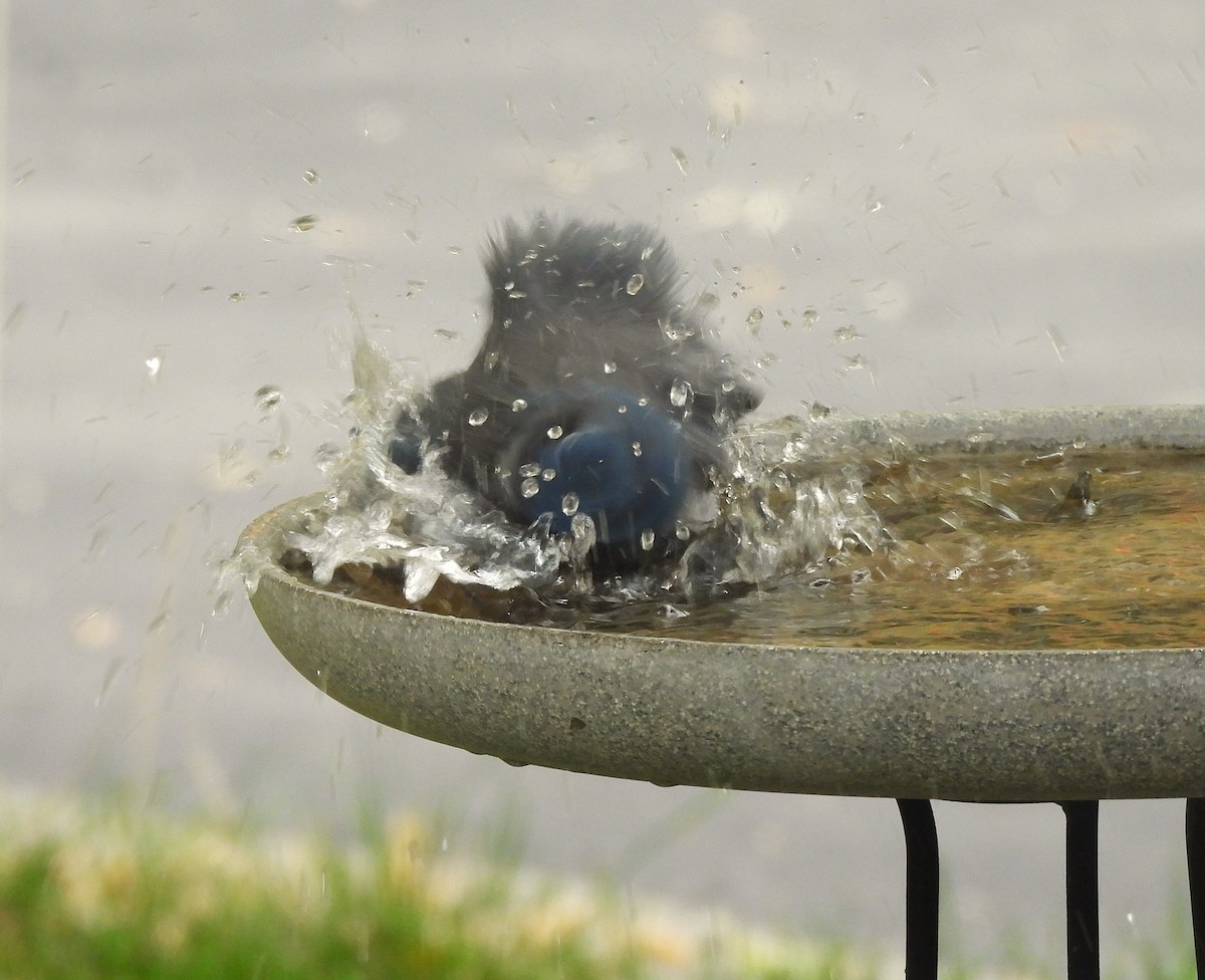 Chara de Woodhouse - ML645147779