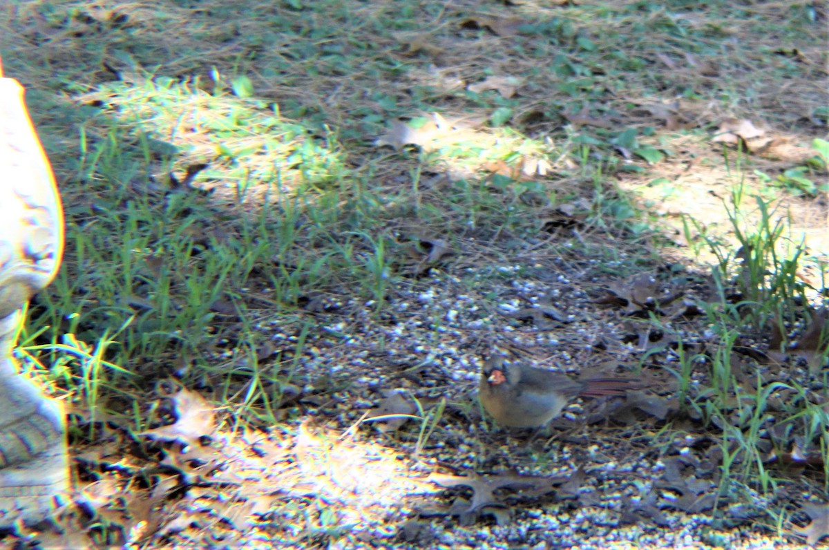 Cardenal Norteño - ML645147781