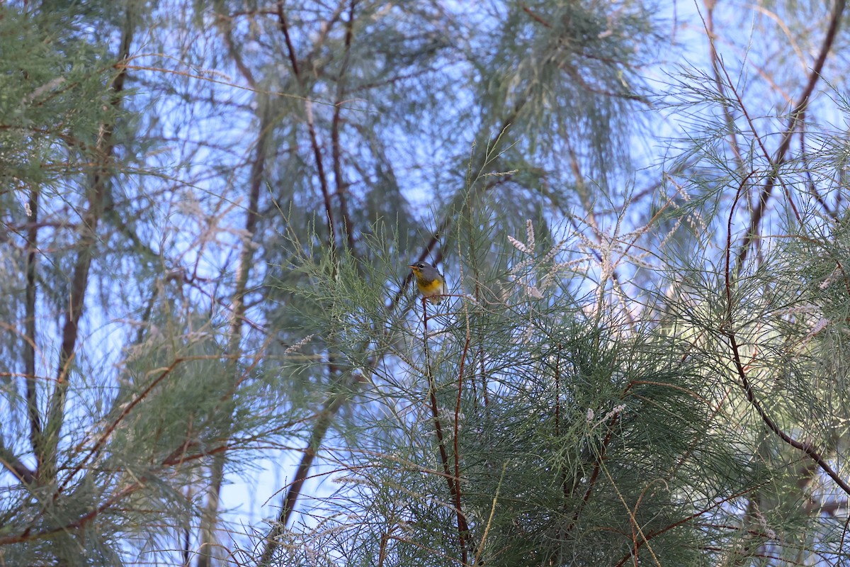 Northern Parula - ML645147788