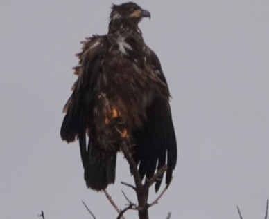 עיטם לבן-ראש - ML645147793