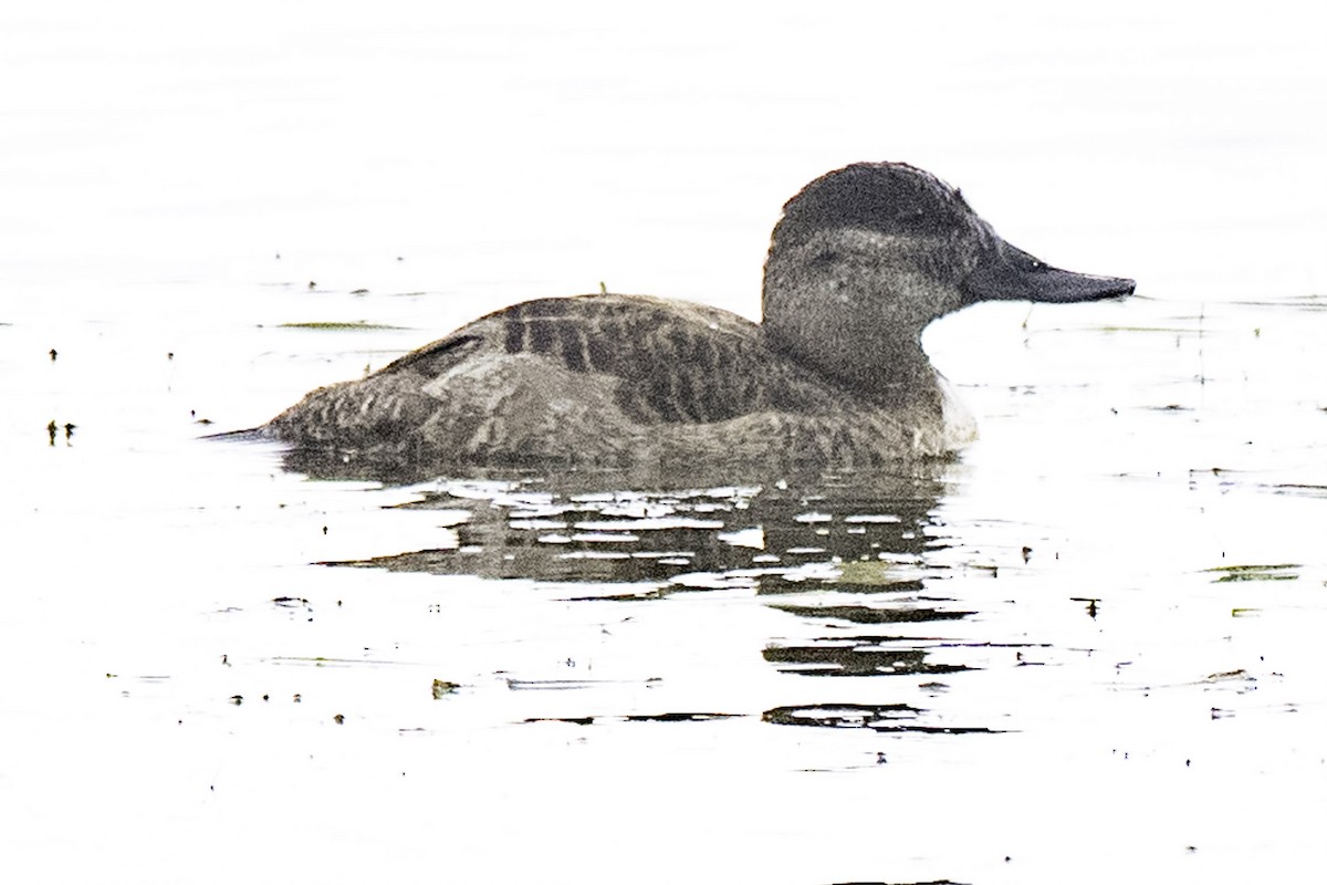 Савка американська - ML645147797