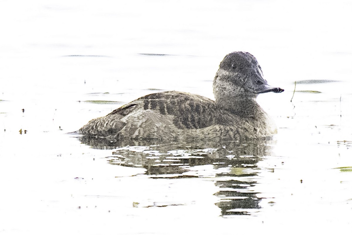 Савка американська - ML645147799