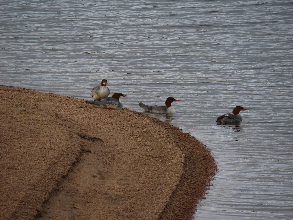 Grand Harle - ML645147808