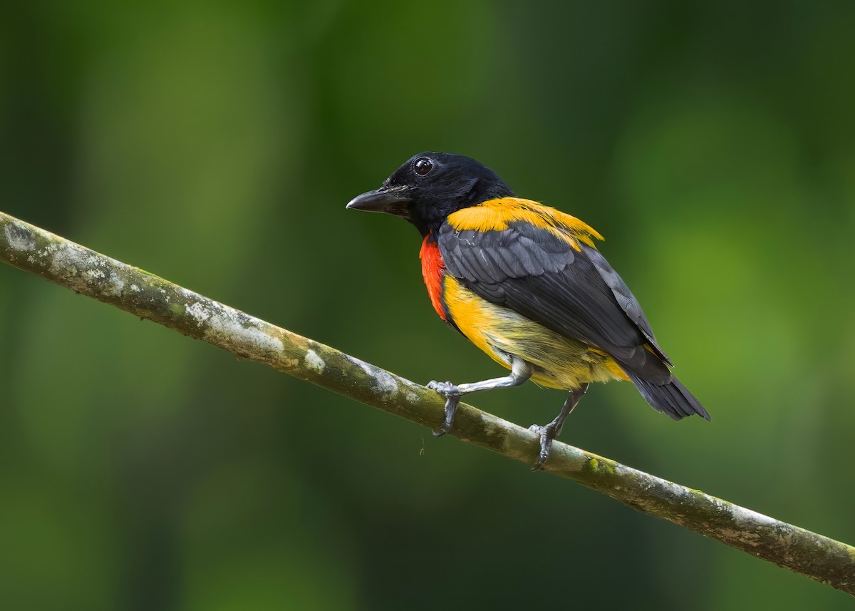 Dicée à poitrine écarlate - ML645147834