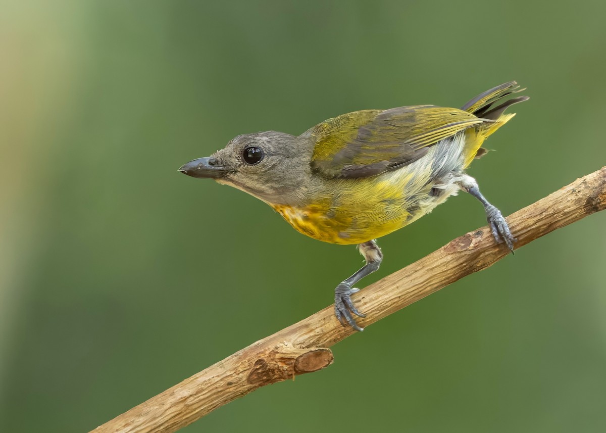 Dicée à poitrine écarlate - ML645147835