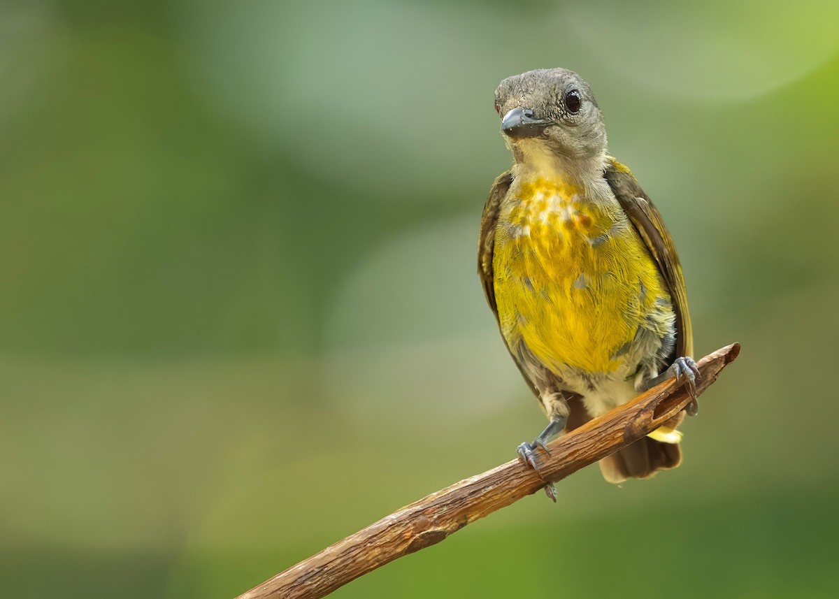 Dicée à poitrine écarlate - ML645147836