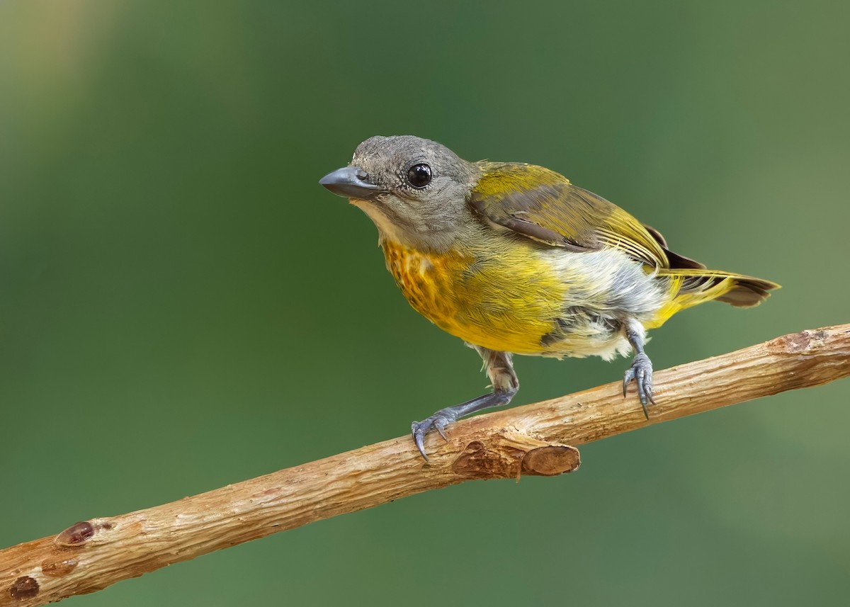 Dicée à poitrine écarlate - ML645147837