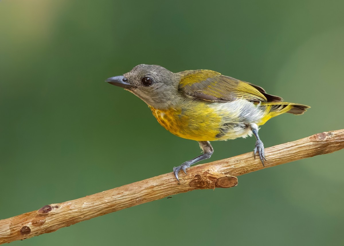 Dicée à poitrine écarlate - ML645147838