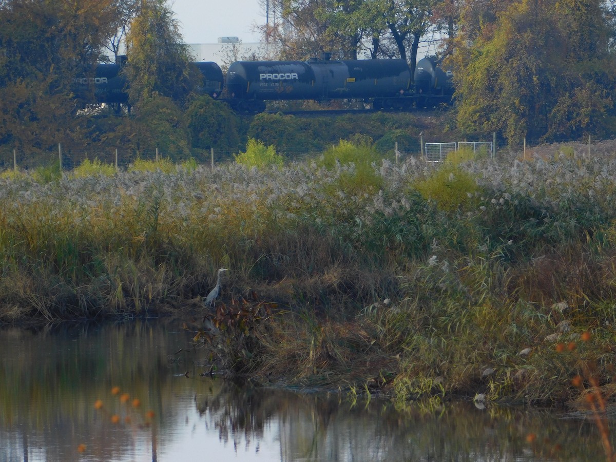 Grand Héron - ML645147841