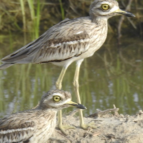 Oedicnème indien - ML645147842