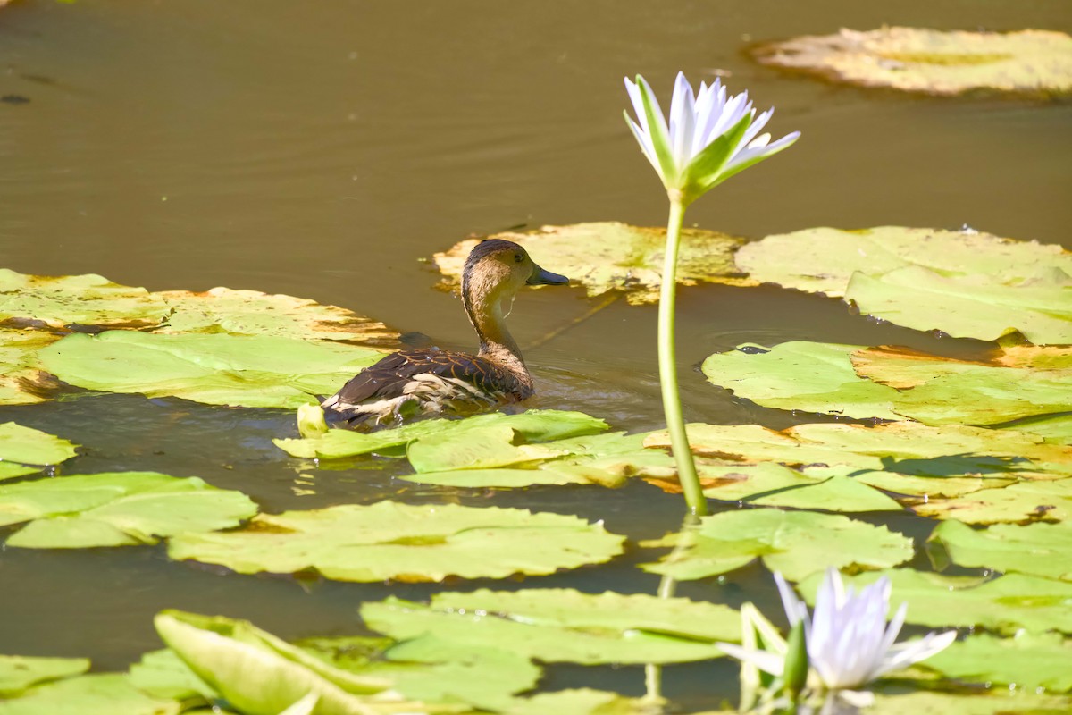 Dendrocygne à lunules - ML645147844
