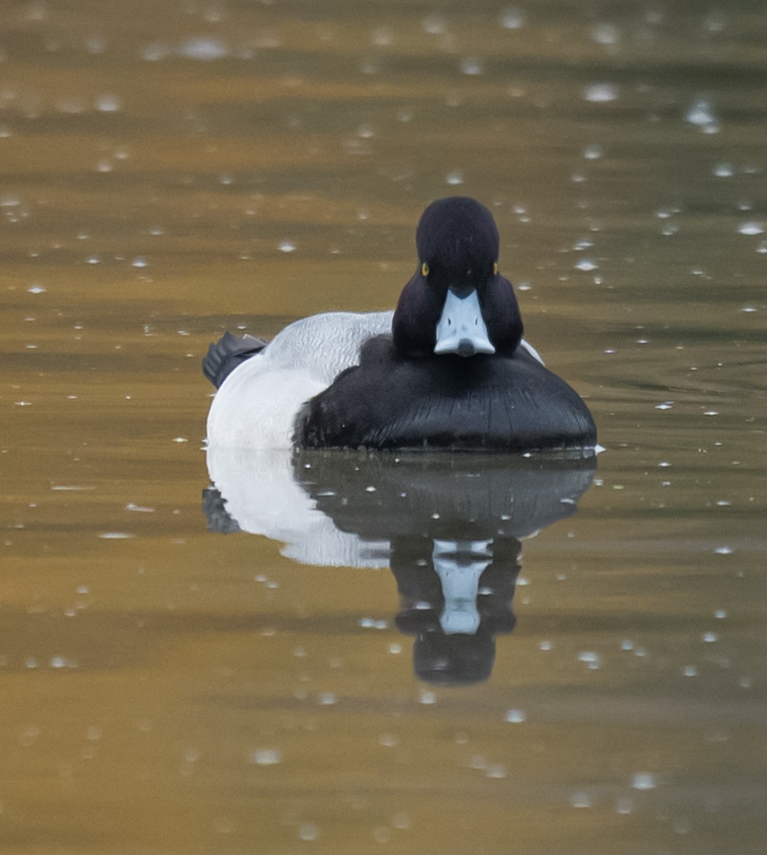 Petit Fuligule - ML645147845