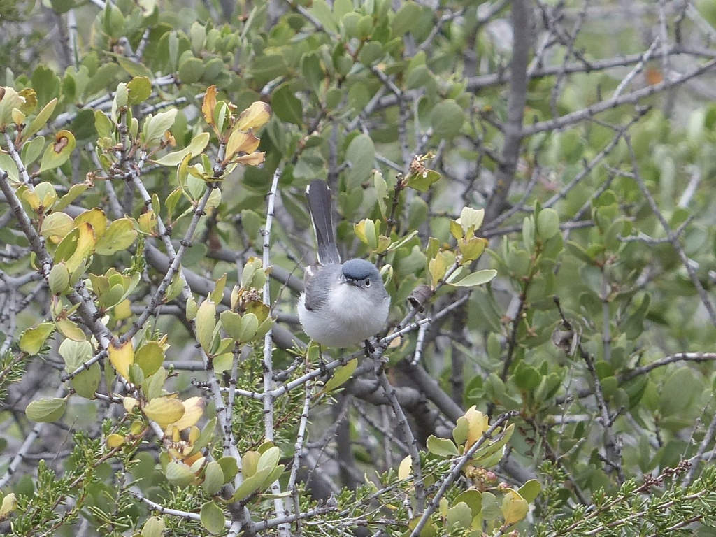 Gobemoucheron gris-bleu - ML645147846