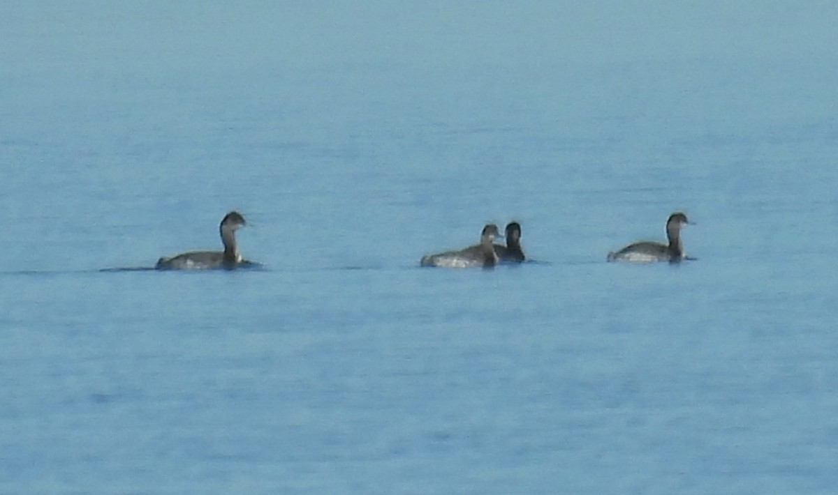 Grèbe à cou noir - ML645147849