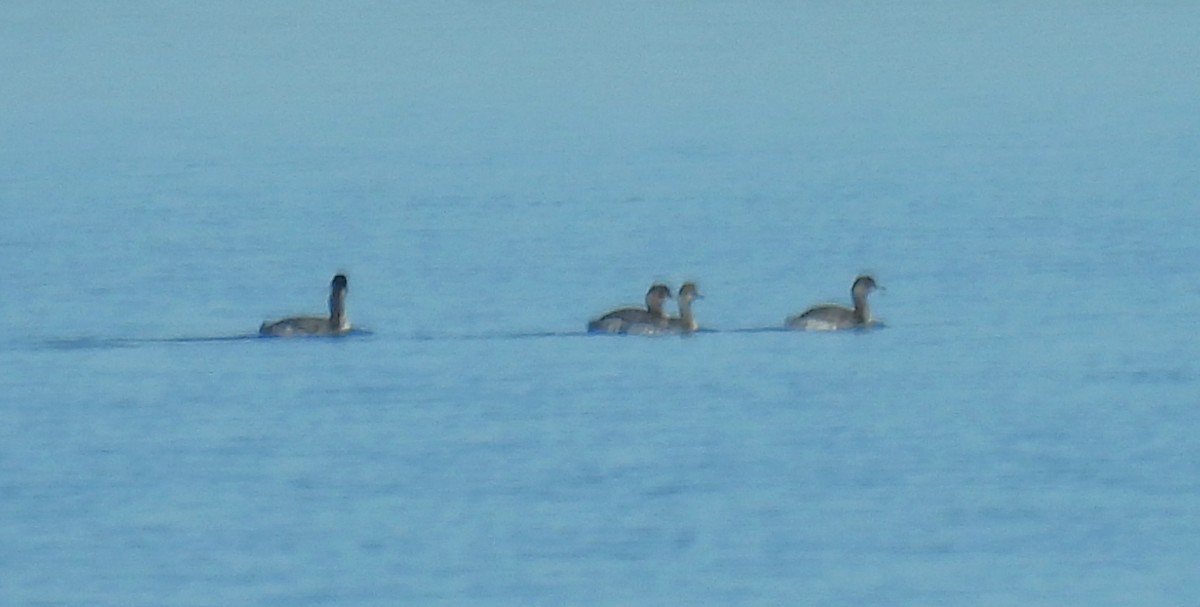 Grèbe à cou noir - ML645147850