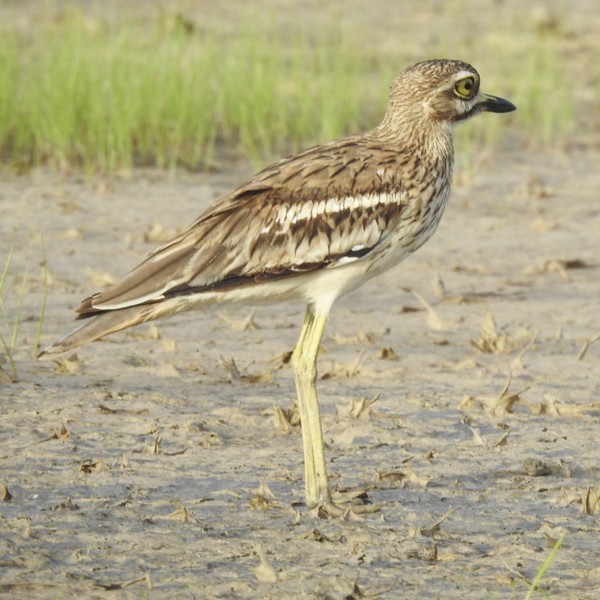 Oedicnème indien - ML645147852