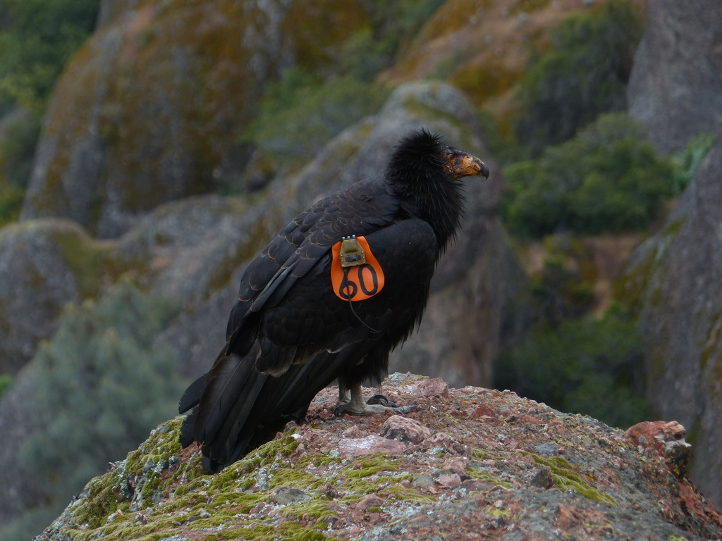 Condor de Californie - ML645147854