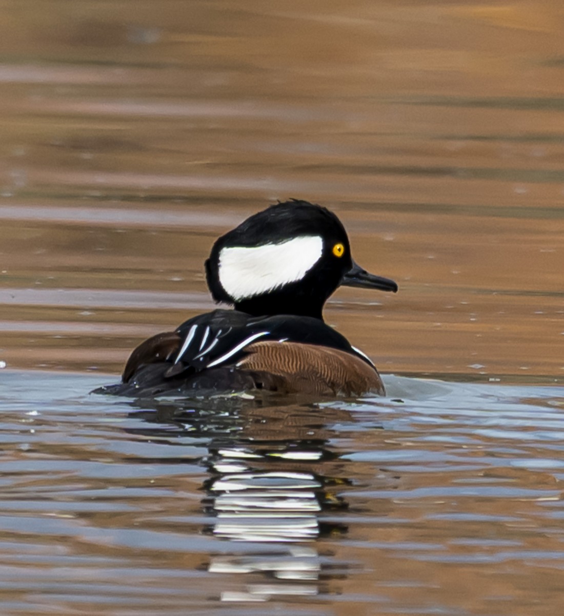 Harle couronné - ML645147856