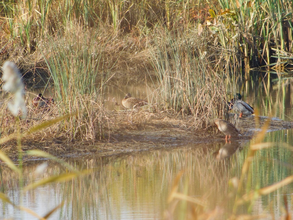 Canard colvert - ML645147857