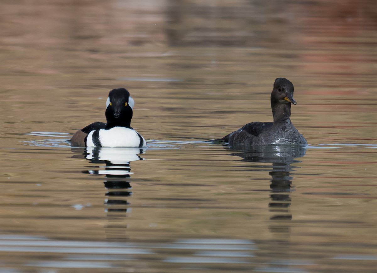 Harle couronné - ML645147859