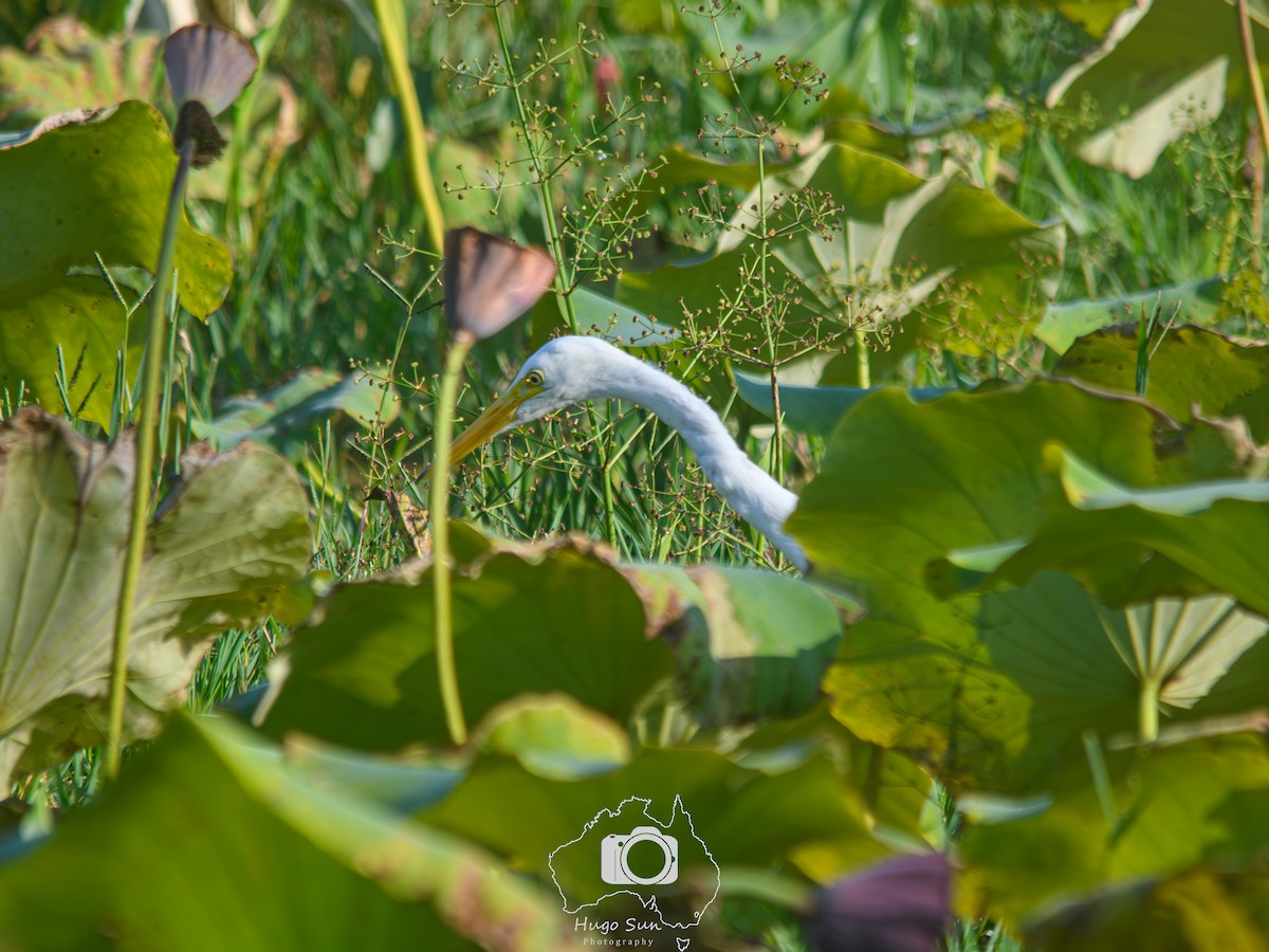 Grande Aigrette - ML645147860