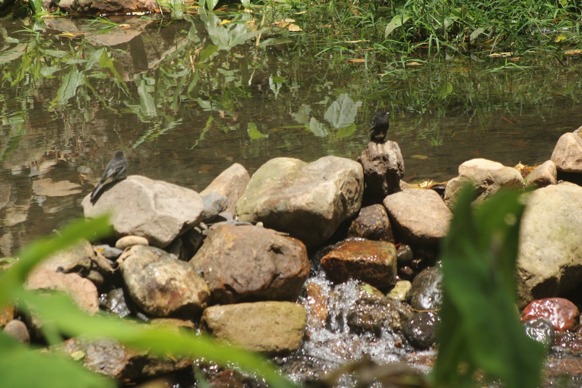 Moucherolle noir - ML645147861