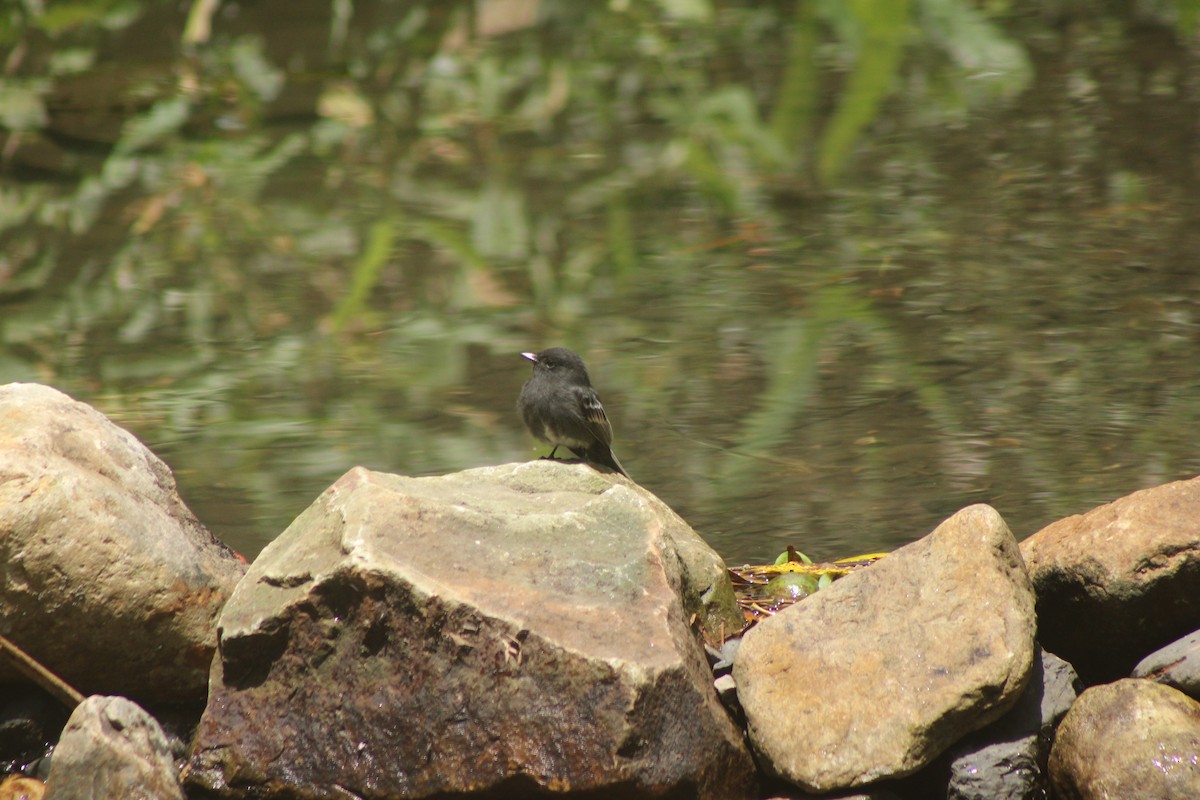 Moucherolle noir - ML645147862