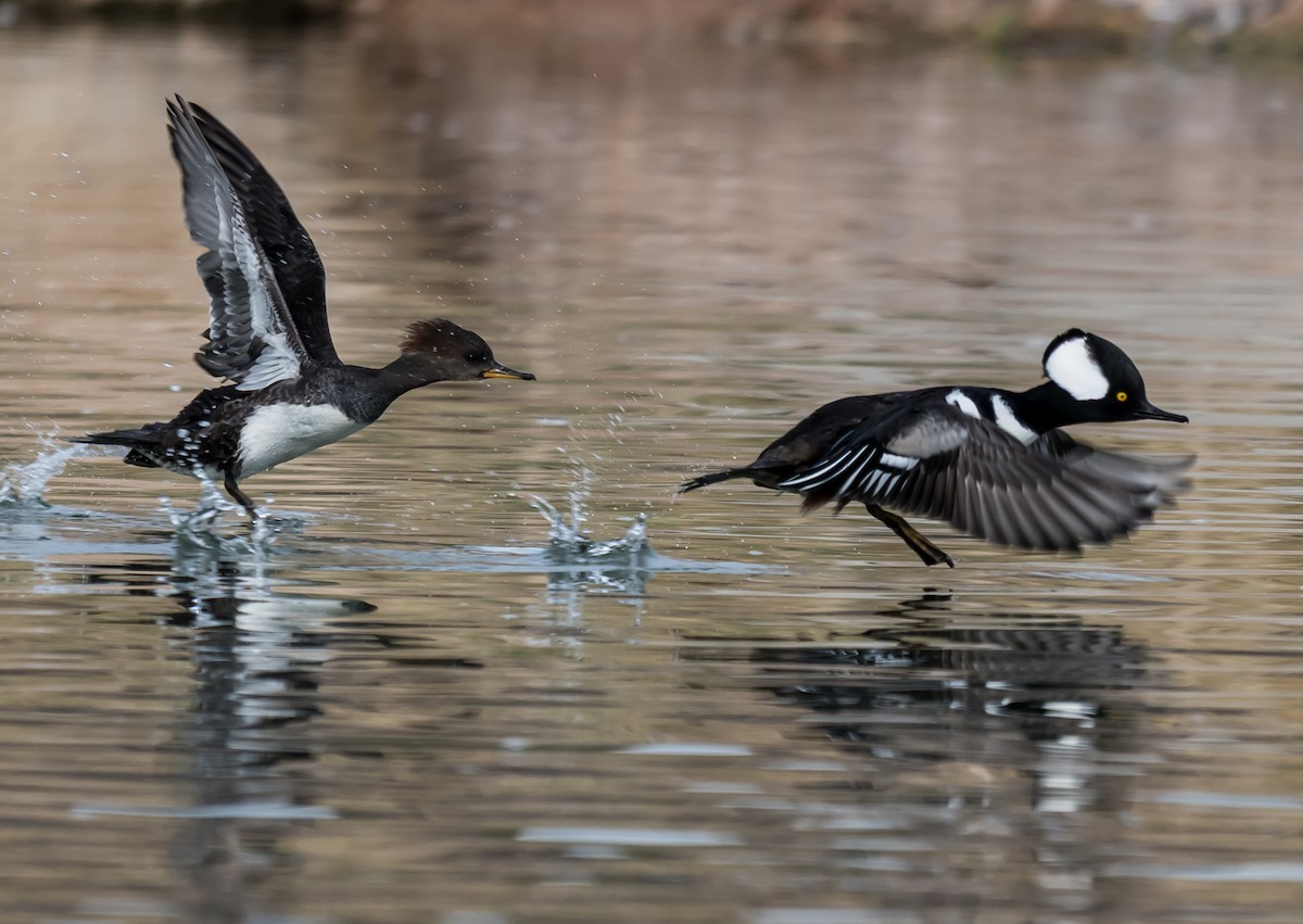 Harle couronné - ML645147863