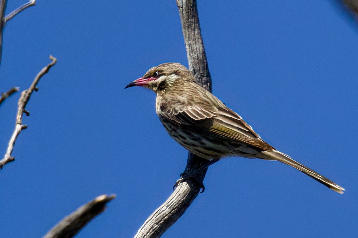 Méliphage à bavette - ML645147864