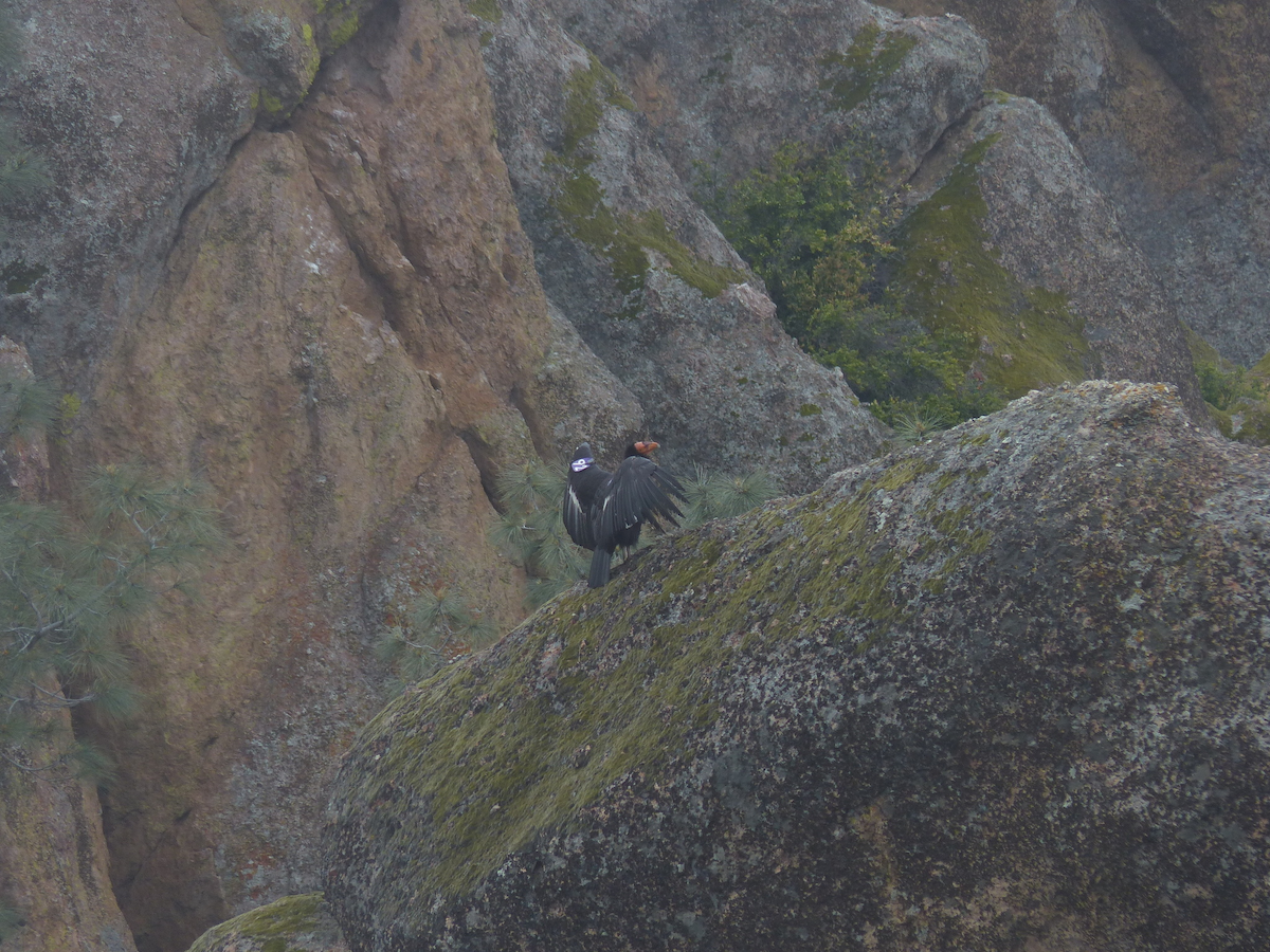 Condor de Californie - ML645147865