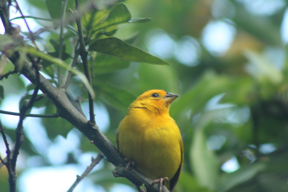 Sicale bouton-d'or - ML645147866