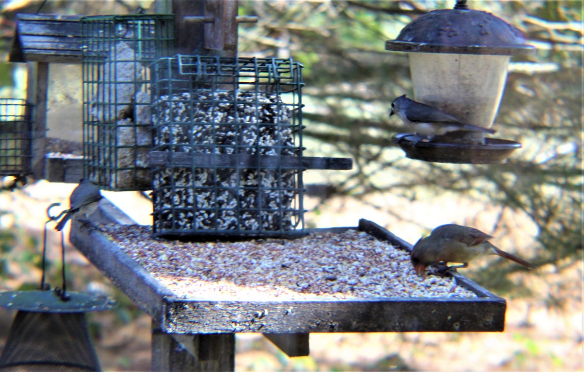 Cardinal rouge - ML645147868