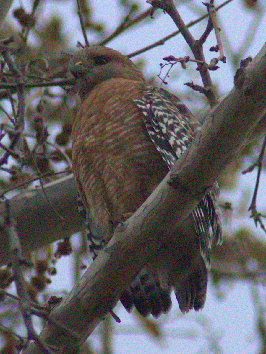 Red-shouldered Hawk - ML645147870