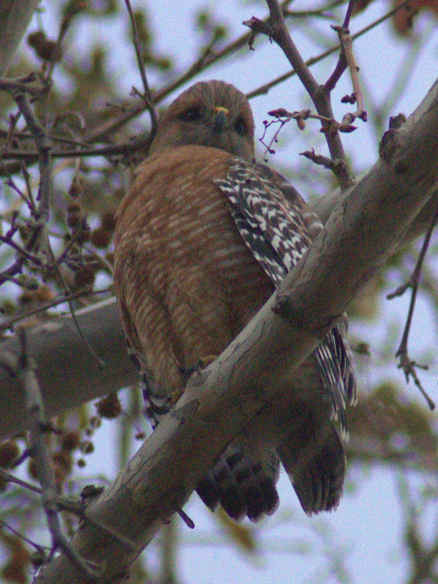 Red-shouldered Hawk - ML645147871