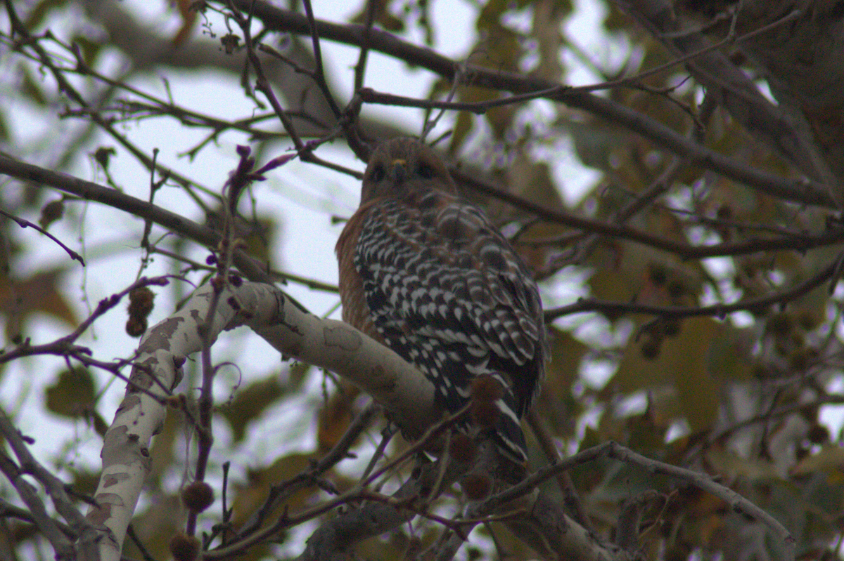 Red-shouldered Hawk - ML645147872