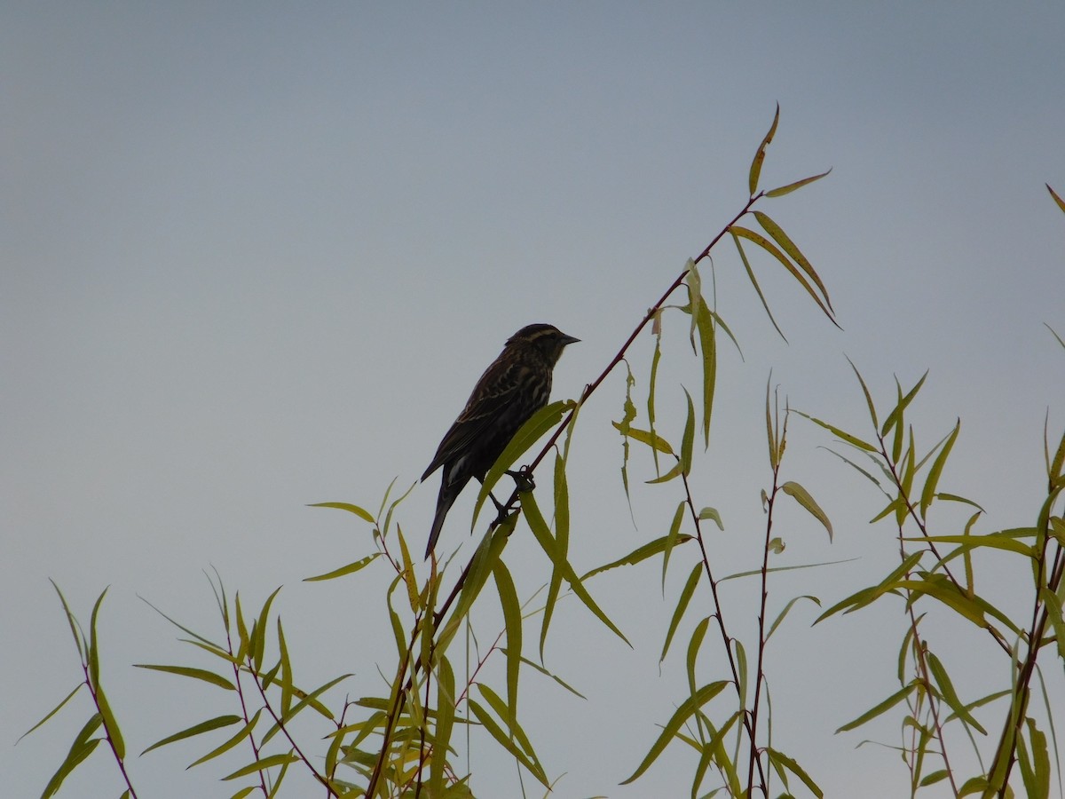 Red-winged Blackbird - ML645147875