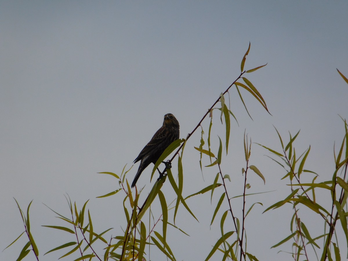 Red-winged Blackbird - ML645147878