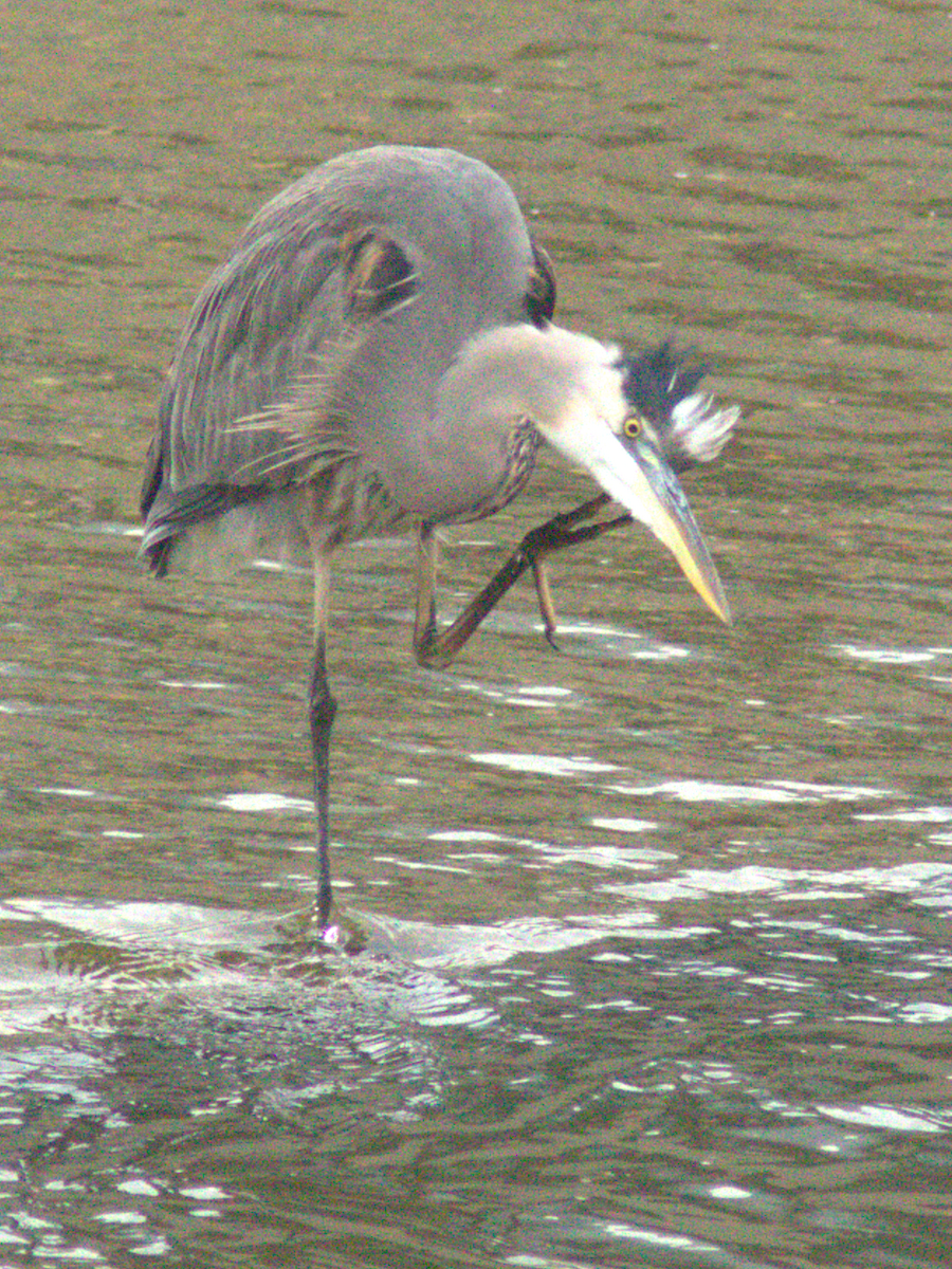 Great Blue Heron - ML645147882